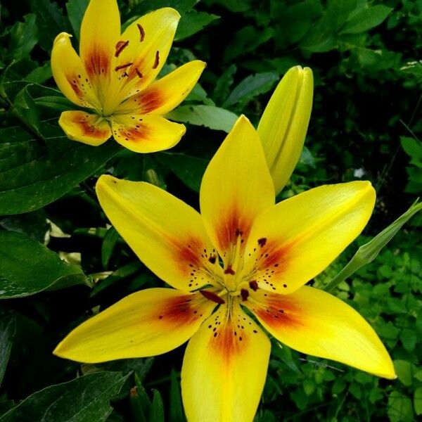 Lilium bulbiferum Fleur