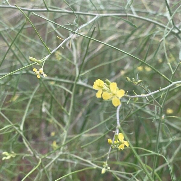 Sisymbrium altissimum Kwiat