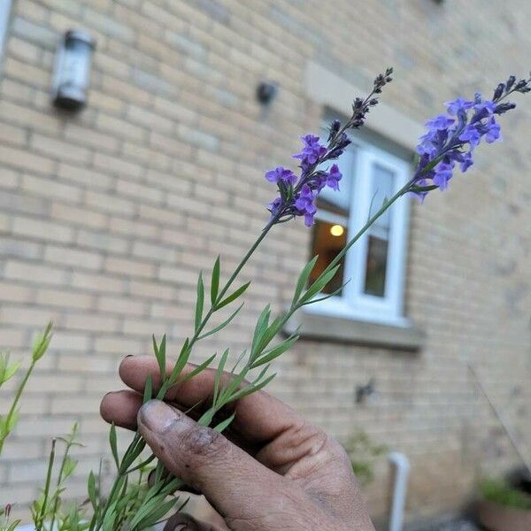 Linaria purpurea Kwiat
