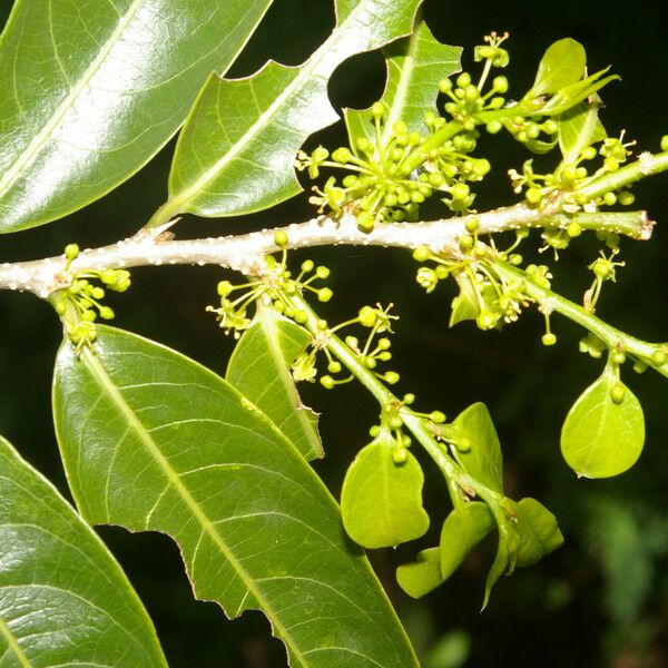 Margaritaria nobilis Leaf