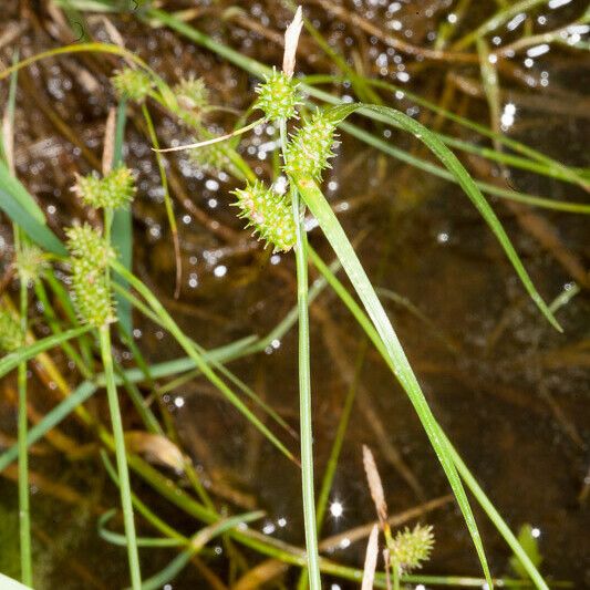 Carex oederi 花