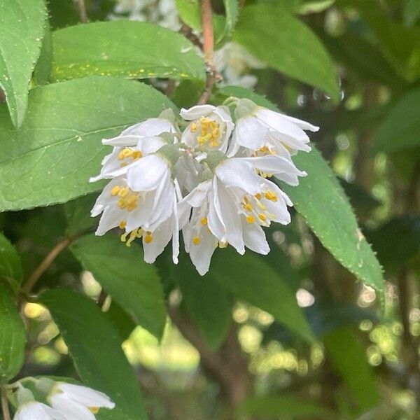 Deutzia crenata Flower