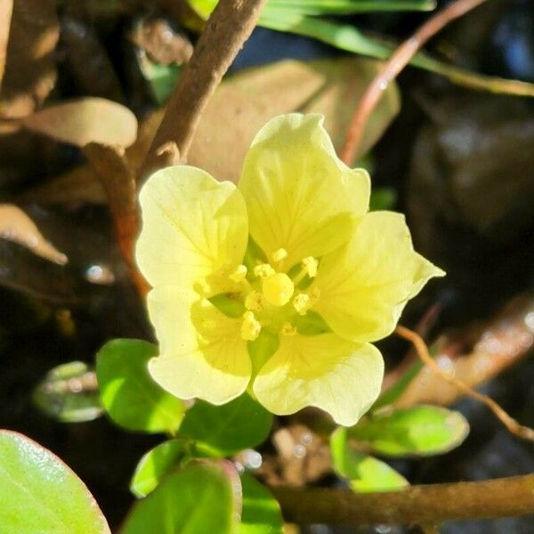 Ludwigia adscendens Fiore