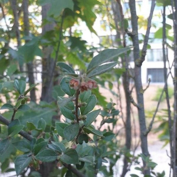 Cotoneaster simonsii Flower