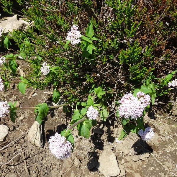 Valeriana tripteris Hábito