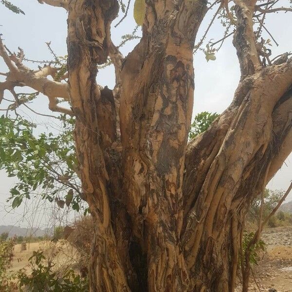 Ficus lutea Frugt