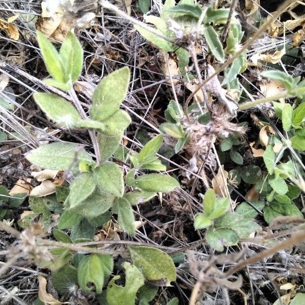 Blepharis maderaspatensis Leaf