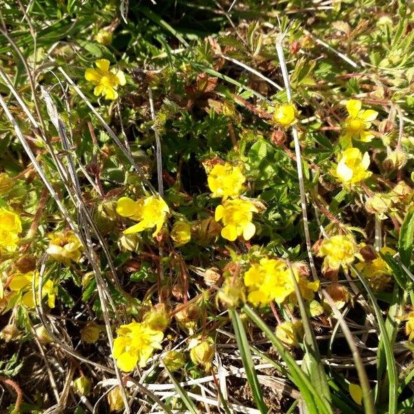 Potentilla pedata Flower