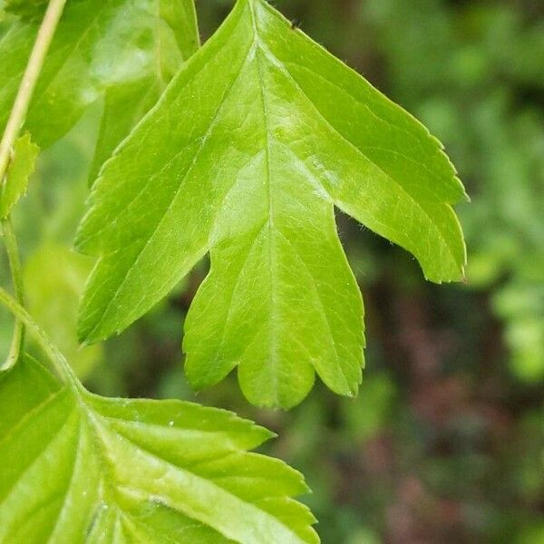 Crataegus monogyna Leaf