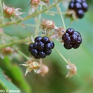 Rubus allegheniensis Frukt