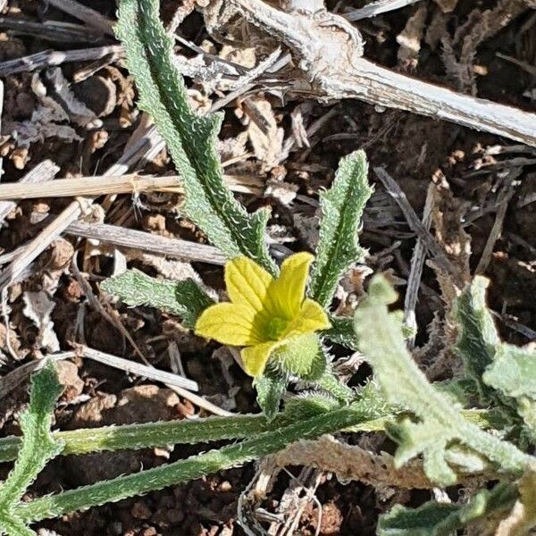 Cucumis prophetarum Blomst