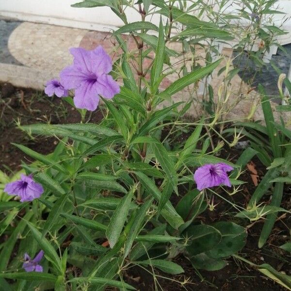 Ruellia simplex Kvet