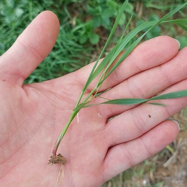 Bromus diandrus Blatt