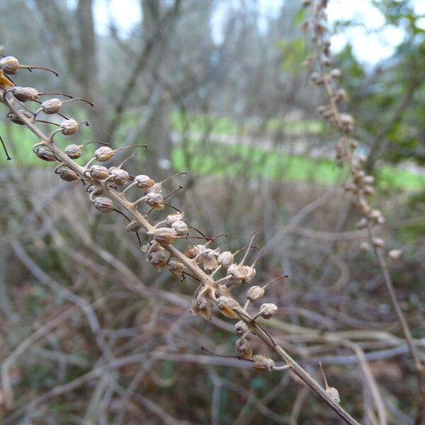 Clethra alnifolia Plod