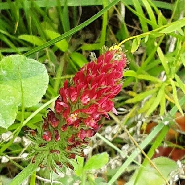 Trifolium incarnatum Květ