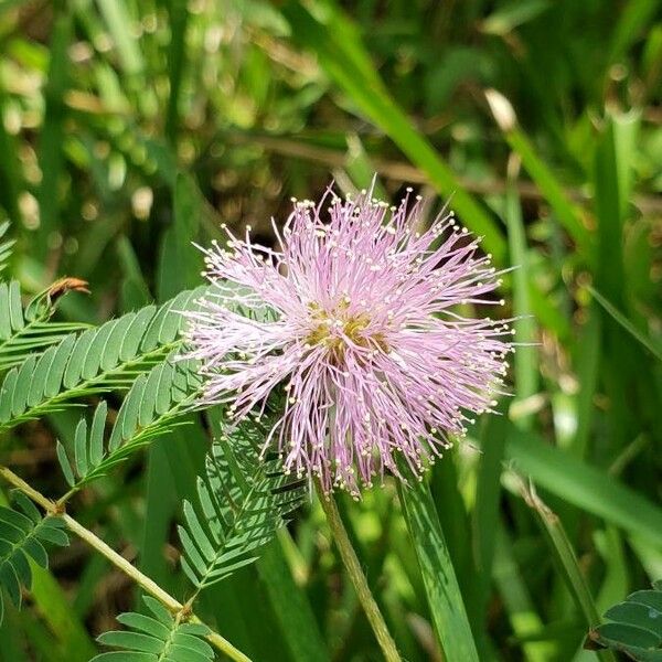 Mimosa pudica Flower