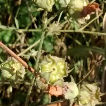 Althaea cannabina Fruto