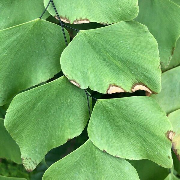 Adiantum peruvianum Leaf