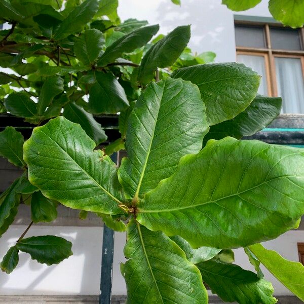 Terminalia catappa Fuelha