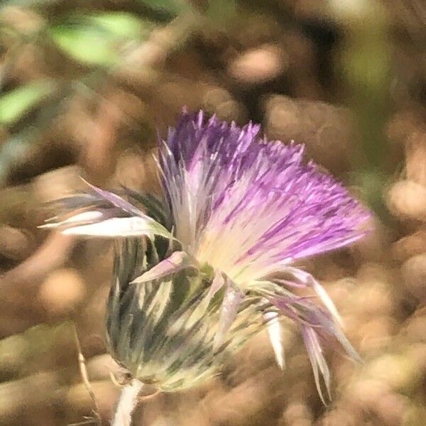 Carduus tenuiflorus Flor