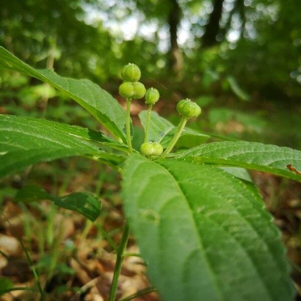 Mercurialis perennis Λουλούδι