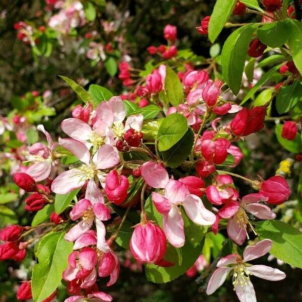 Malus × floribunda Flor