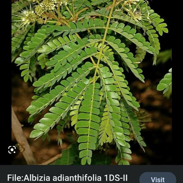 Albizia forbesii Blüte