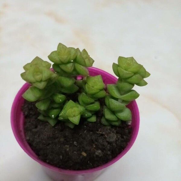 Crassula rupestris Fuelha