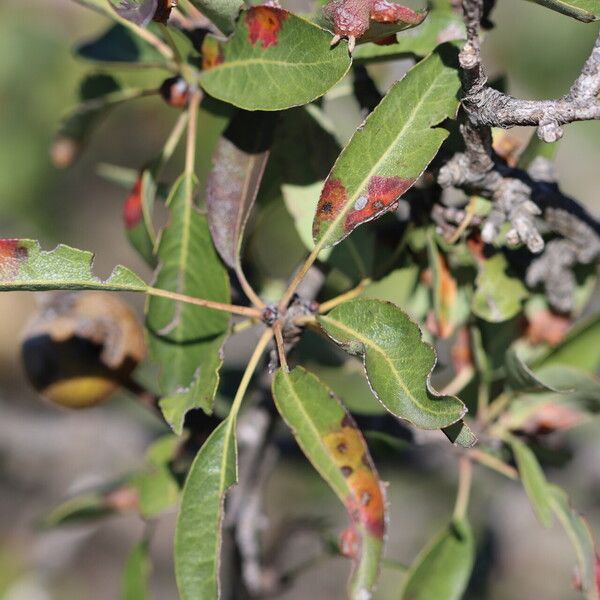 Pyrus spinosa পাতা