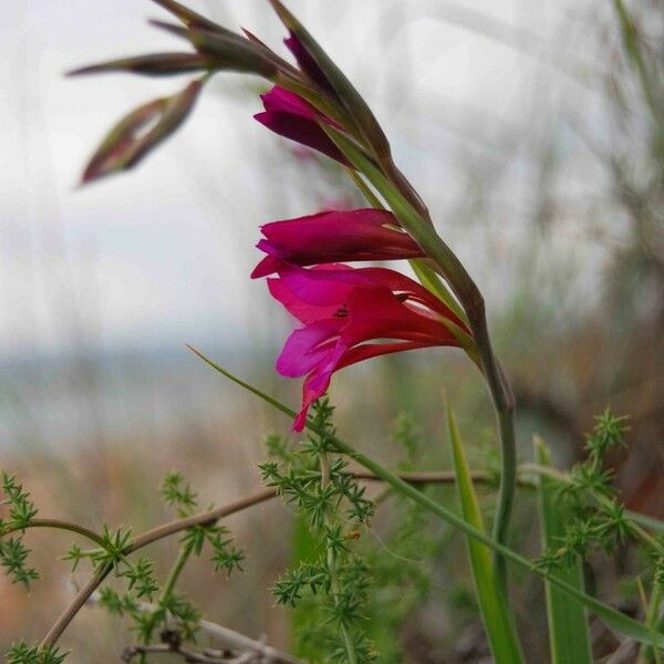 Gladiolus italicus Floro