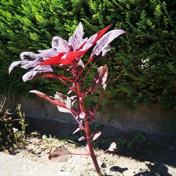 Amaranthus cruentus Квітка