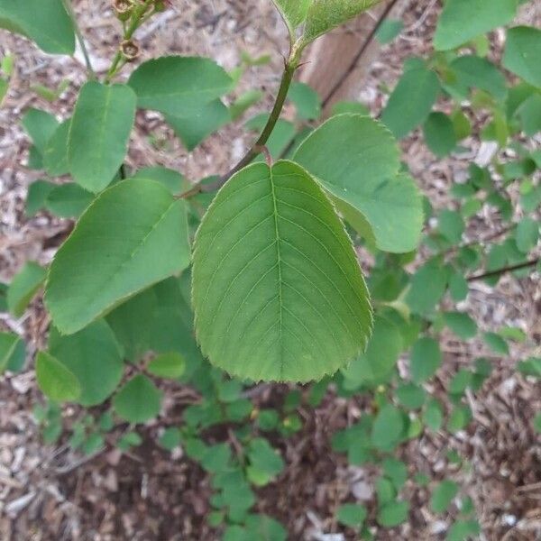Amelanchier alnifolia Лист