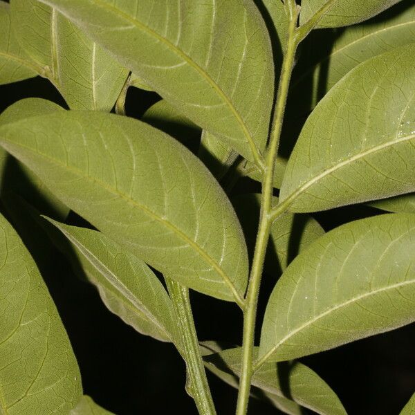 Sapindus saponaria Blatt