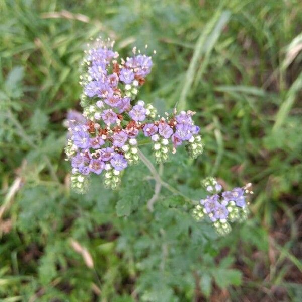 Phacelia congesta Kukka