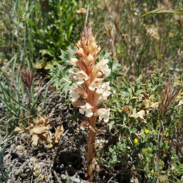 Orobanche amethystea Blüte