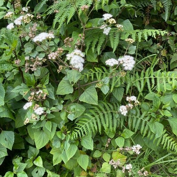 Ageratina adenophora 形态