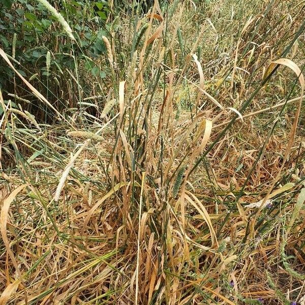 Phalaris aquatica Costuma