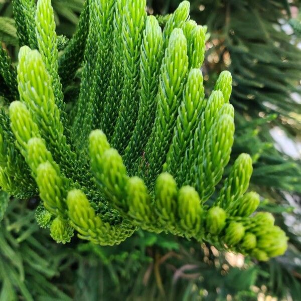 Araucaria heterophylla Leaf