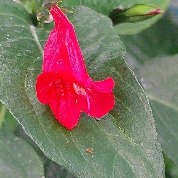 Ruellia brevifolia 花