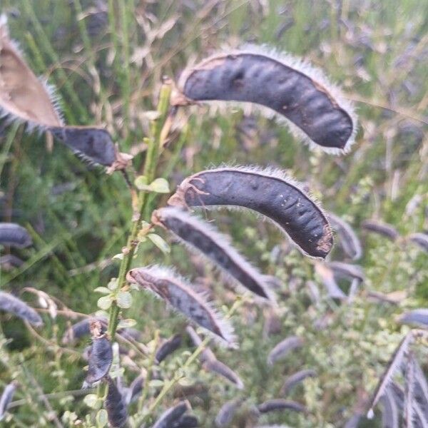 Cytisus scoparius Плод