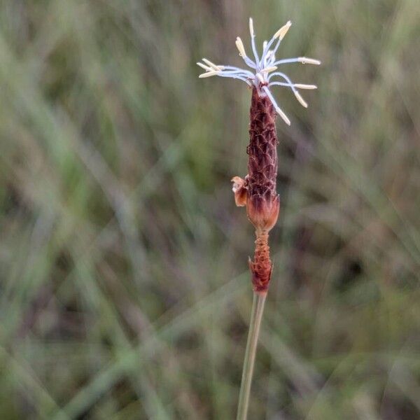 Bulbostylis lanata Квітка