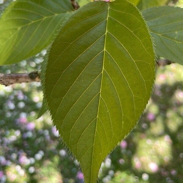 Prunus serrulata List