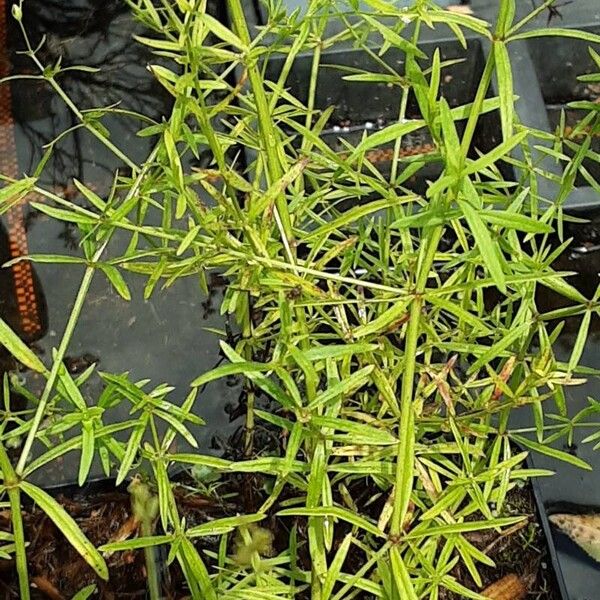 Asperula tinctoria Характер