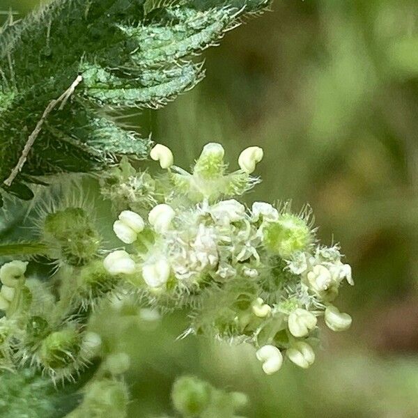 Urtica pilulifera Blodyn