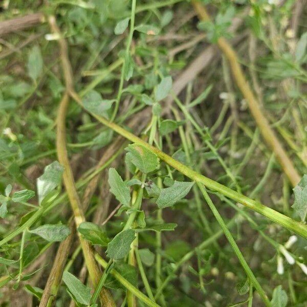 Baccharis pilularis 葉