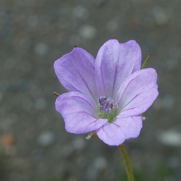 Geranium columbinum Květ