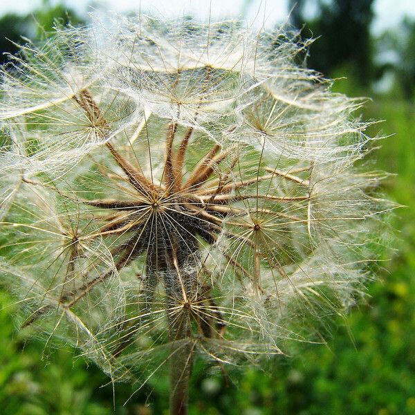 Tragopogon pratensis Fruit