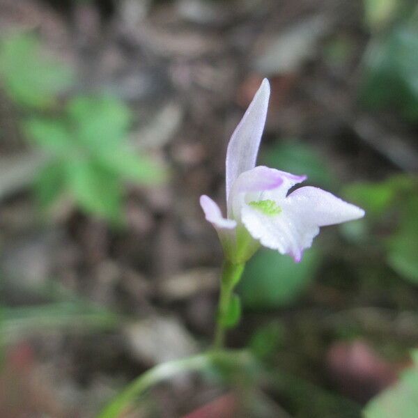 Triphora trianthophoros Blüte