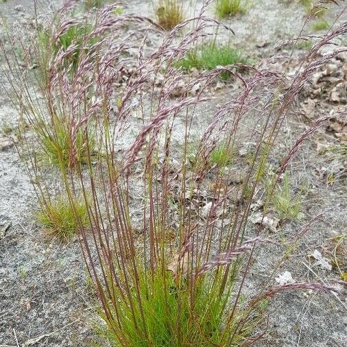 Agrostis vinealis Květ