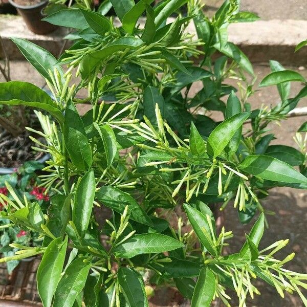 Cestrum nocturnum Leaf